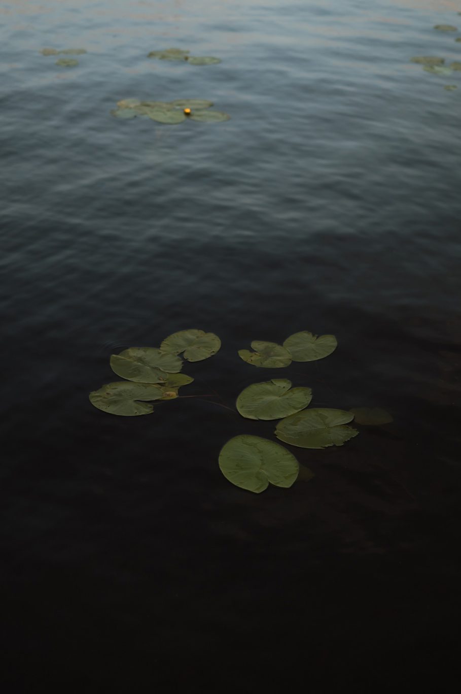 Hjärtformade näckrosor på vattenytan.